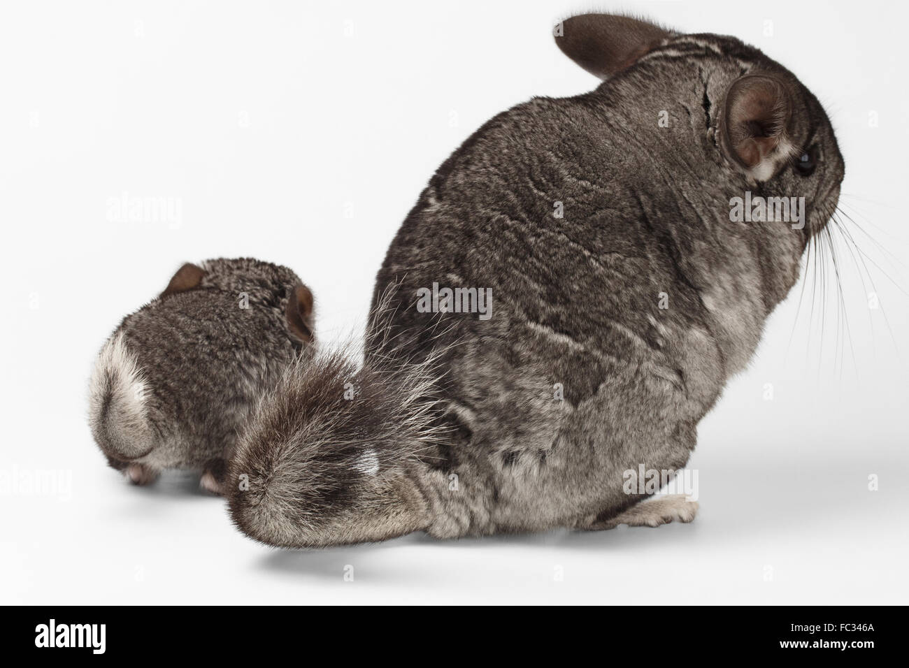 Queues de gros et petit Chinchilla on white Banque D'Images