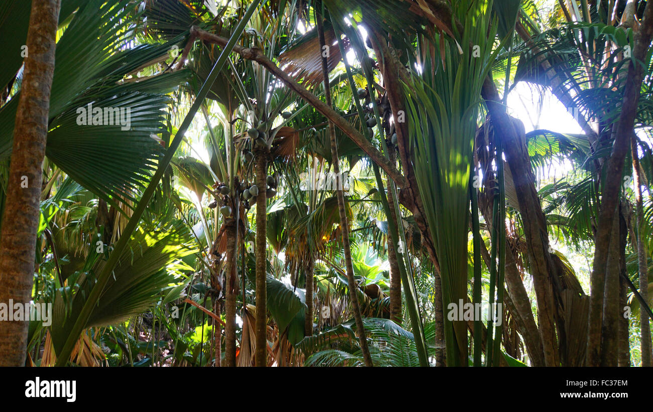 Noix de coco sur arbre dans national park Banque D'Images