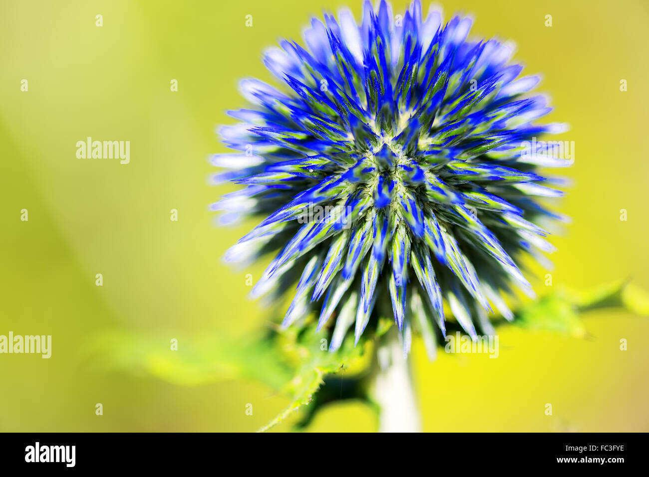 Fleurs Plantes sauvages close up sur jaune Banque D'Images