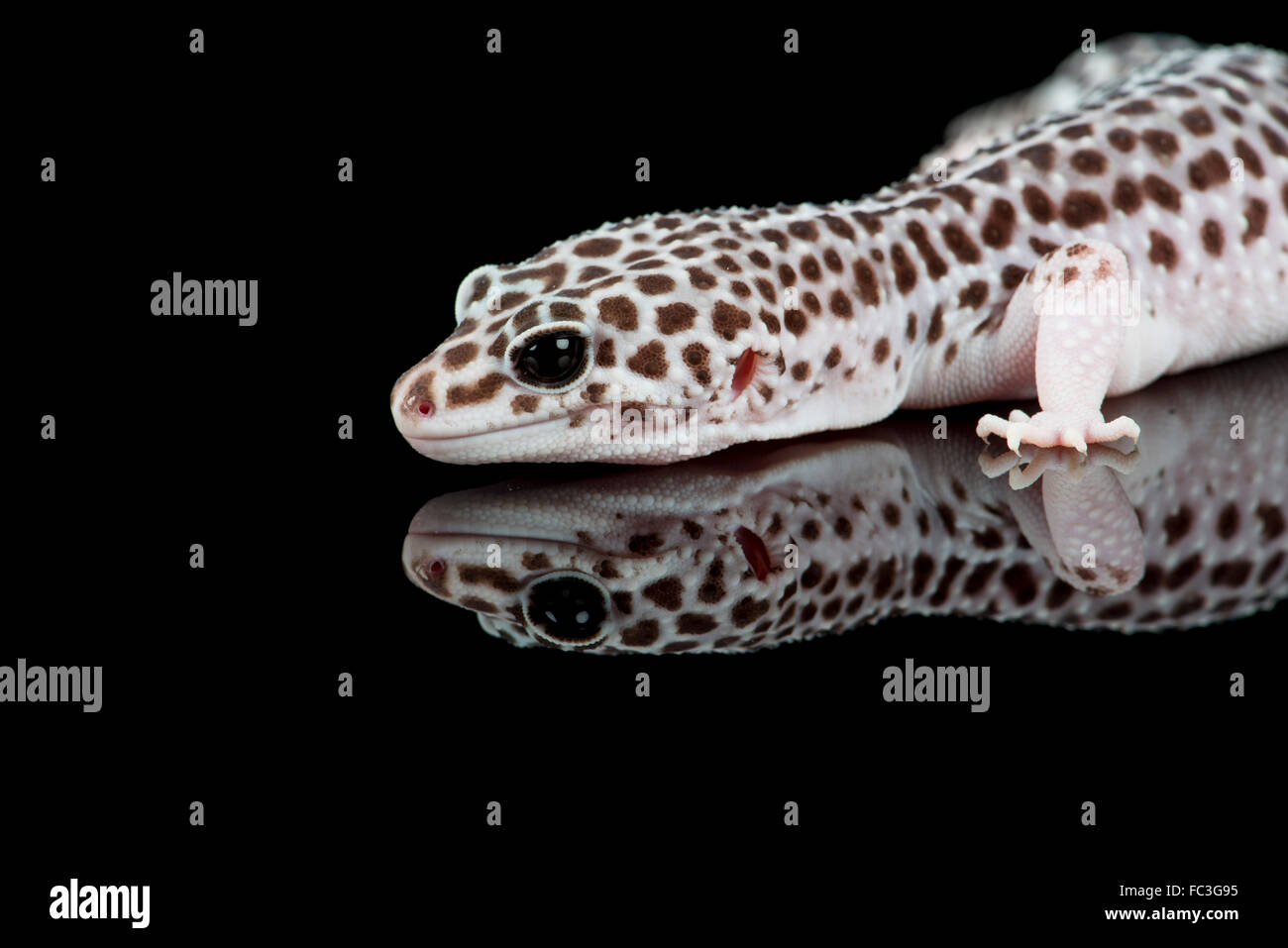 Gecko léopard : Eublepharis macularius. Banque D'Images