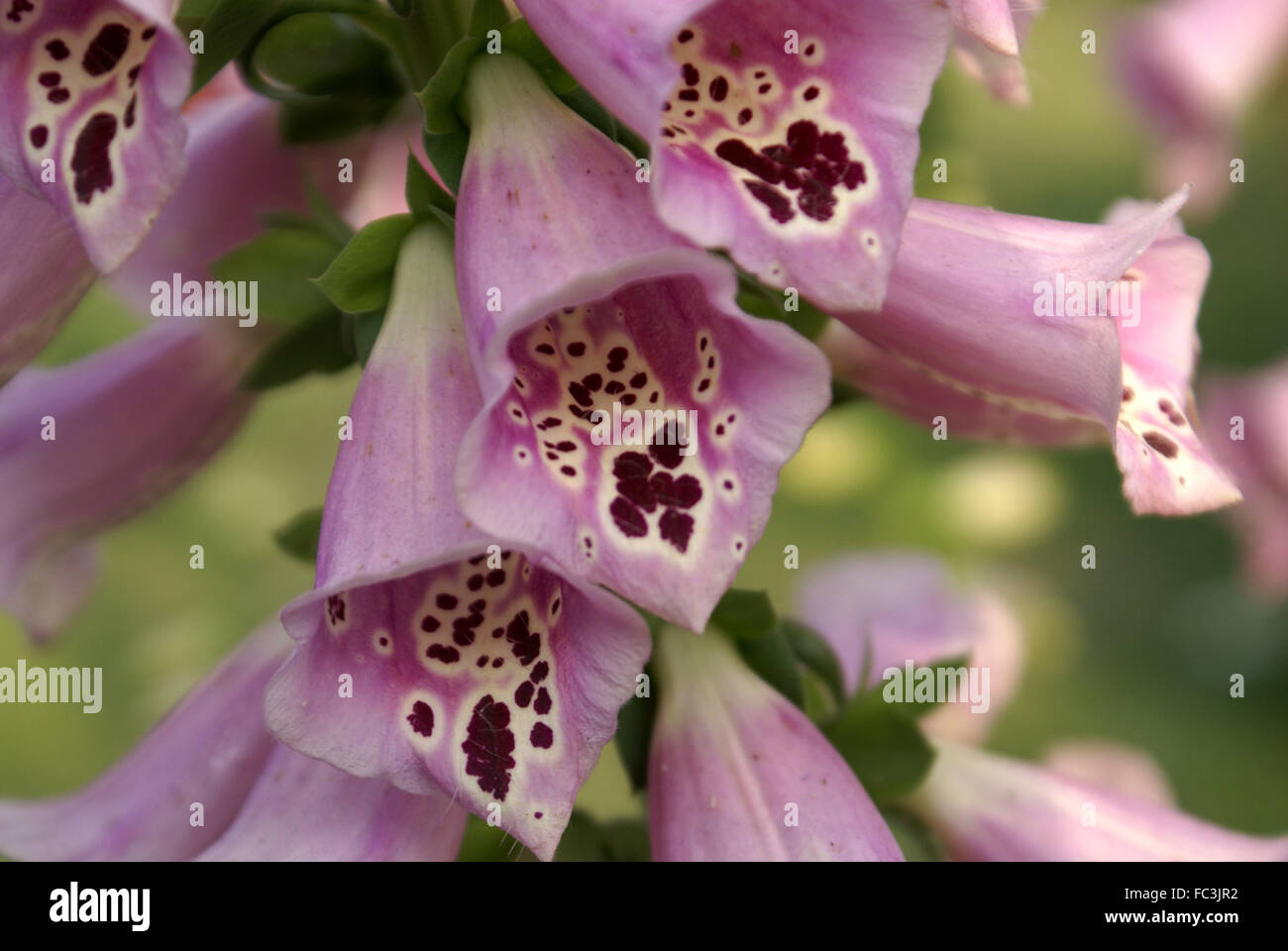 La digitale pourpre, Digitalis purpurea, plante herbacée à fleurs tachées de pourpre, ornementales et médicinales, la digoxine medicine Banque D'Images