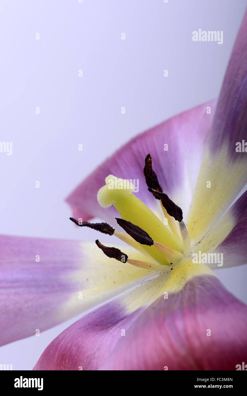 gros plan fleur Banque D'Images