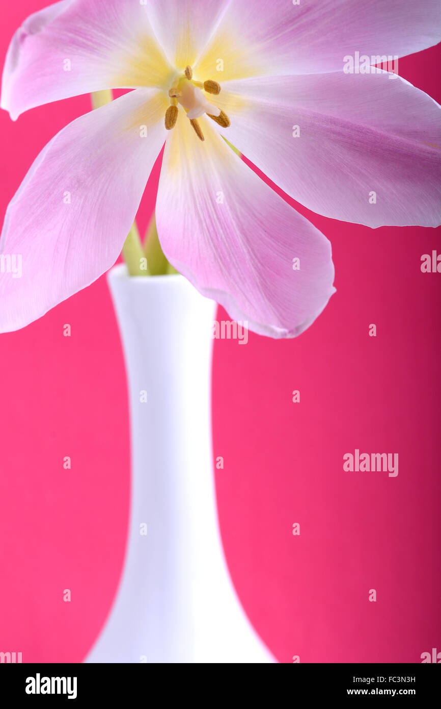 Close-up seul tulip flower Banque D'Images