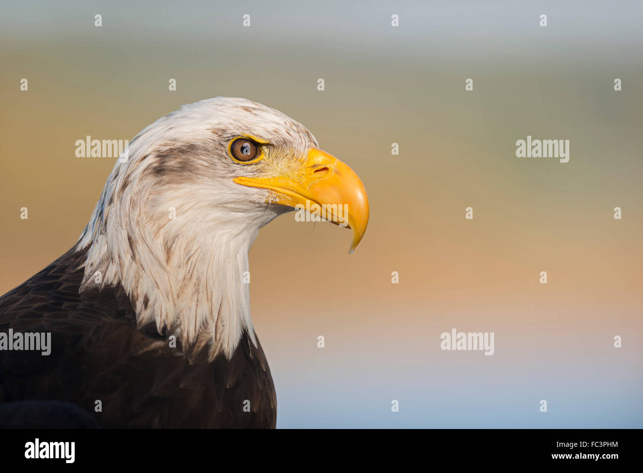 Pygargue à tête blanche (Haliaeetus leucocephalus), portrait, Portrait d'American Eagle. Banque D'Images