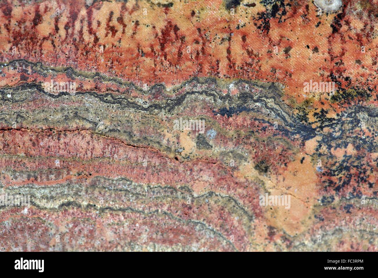 Stromatolites Banque D'Images