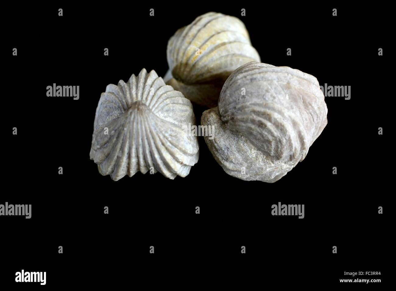 Les brachiopodes fossiles Banque D'Images