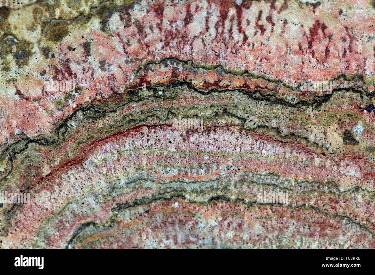 Les stromatolithes fossiles Banque D'Images