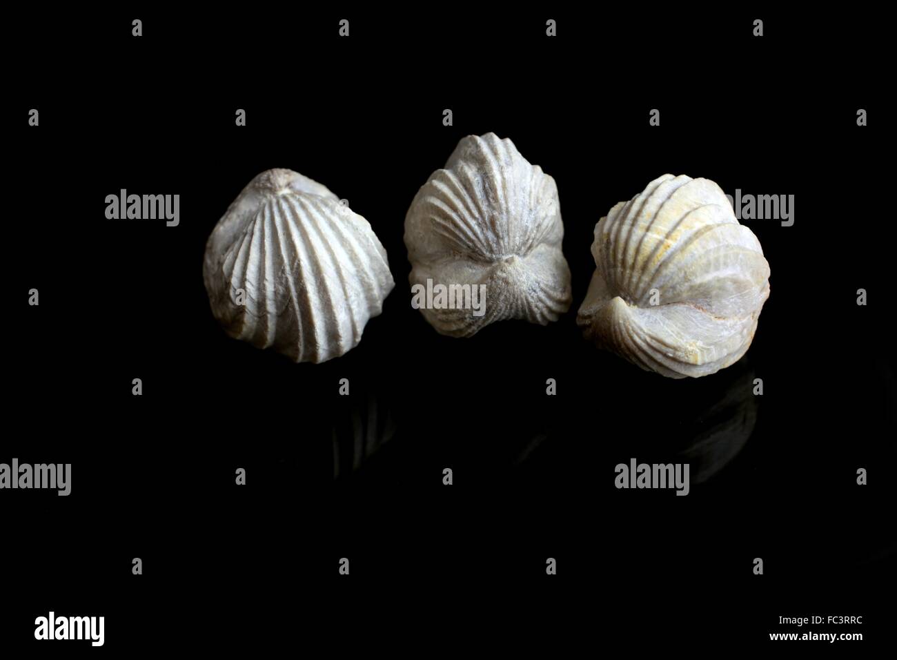 Les brachiopodes fossiles Banque D'Images