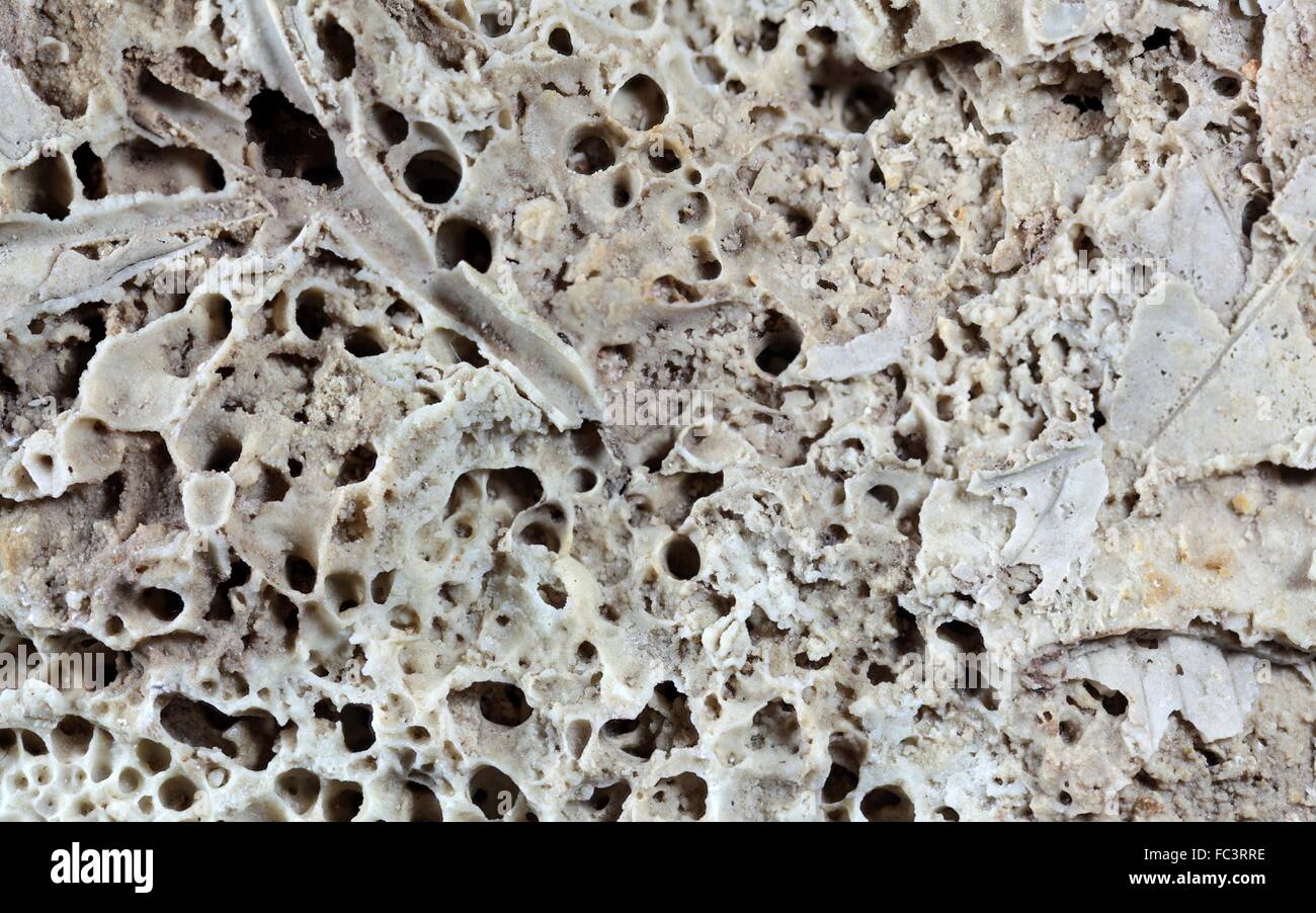 Vestiges de plantes fossiles en travertin rock Banque D'Images