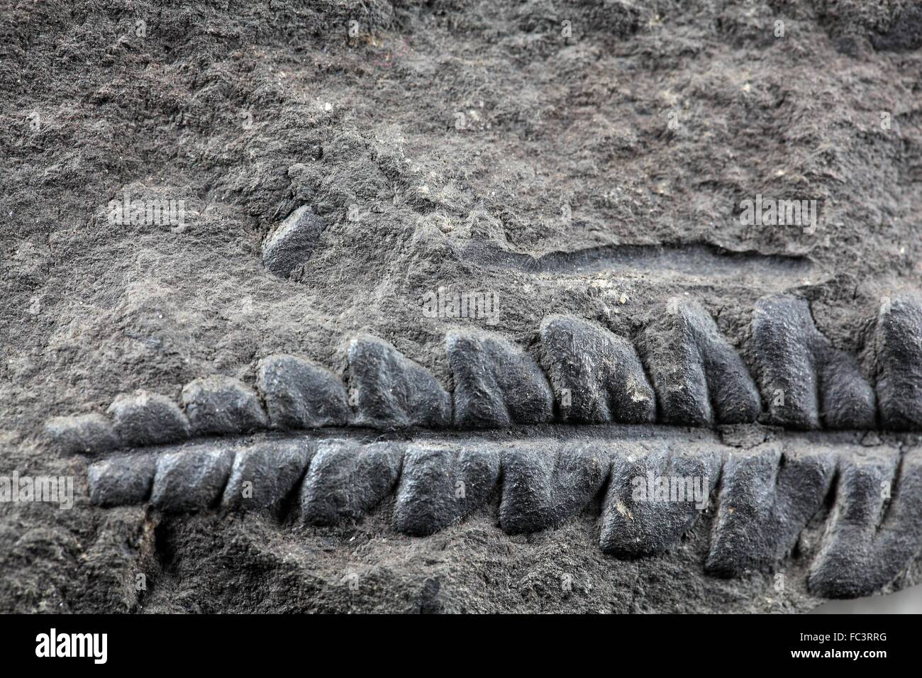 Végétaux fossile Banque D'Images