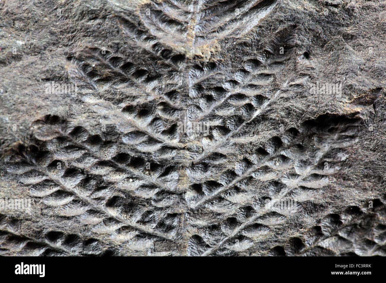 Végétaux fossile Banque D'Images