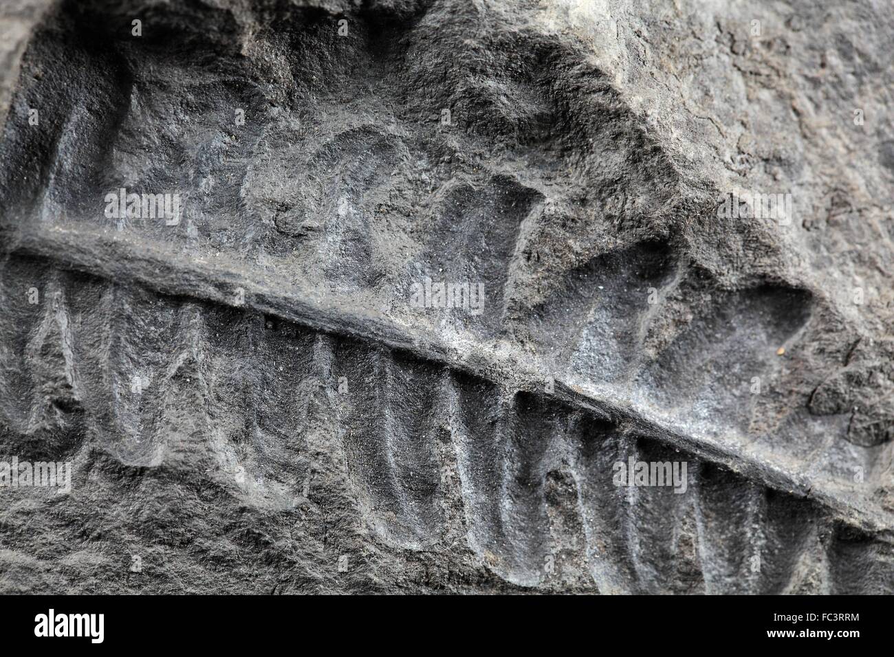 Végétaux fossile Banque D'Images