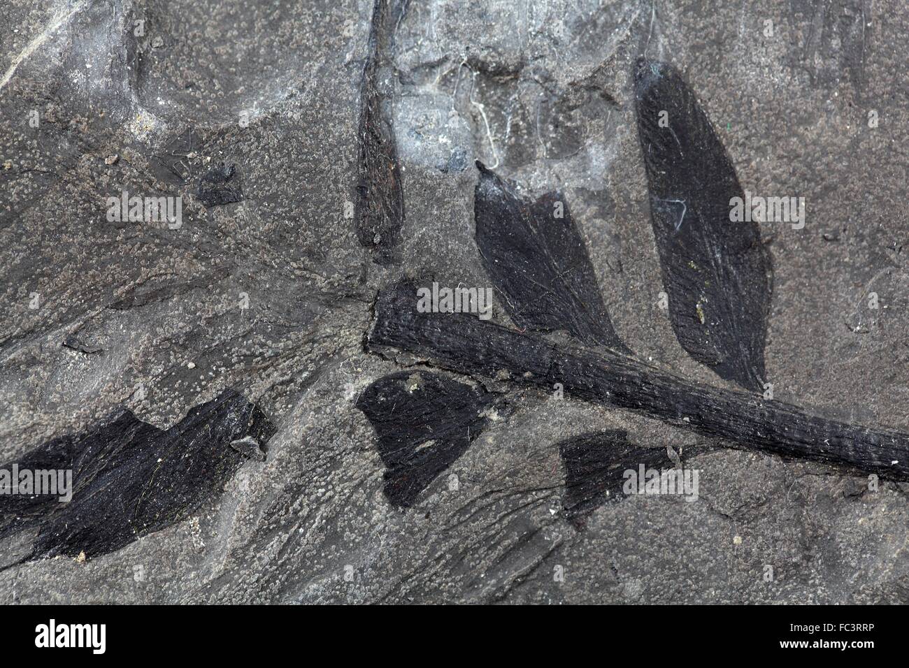 Végétaux fossile Banque D'Images