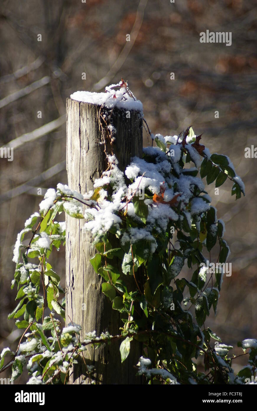 Un piquet avec vignes sur elle après une chute de neige. Banque D'Images