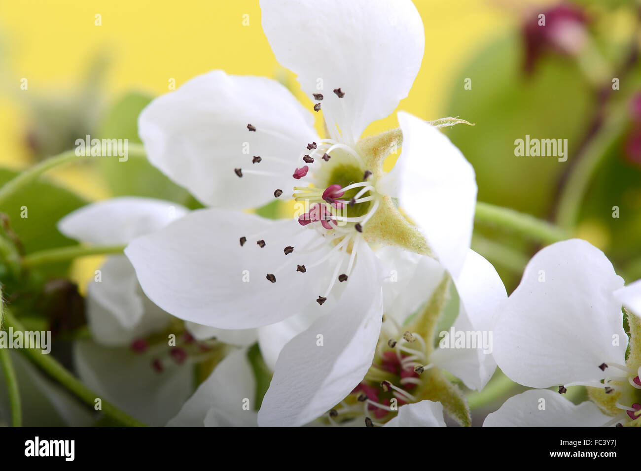 Pommiers en fleurs au printemps sur fond blanc Banque D'Images