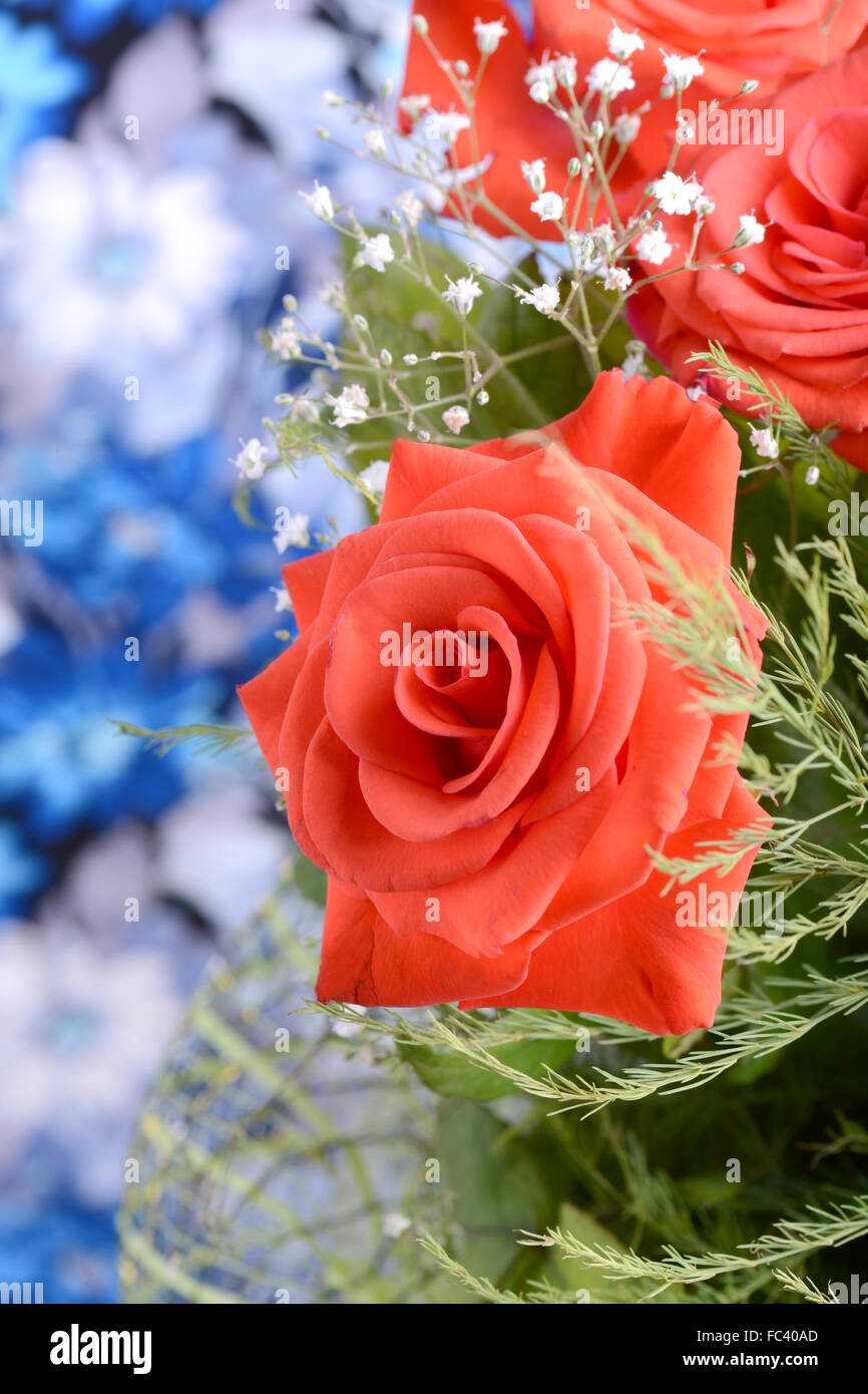 Un gros plan macro sur une rose rouge Banque D'Images