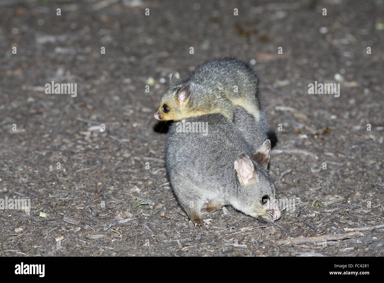 Common Brushtail Possum, Trichosurus vulpecula, avec les jeunes sur le dos d'équitation Banque D'Images