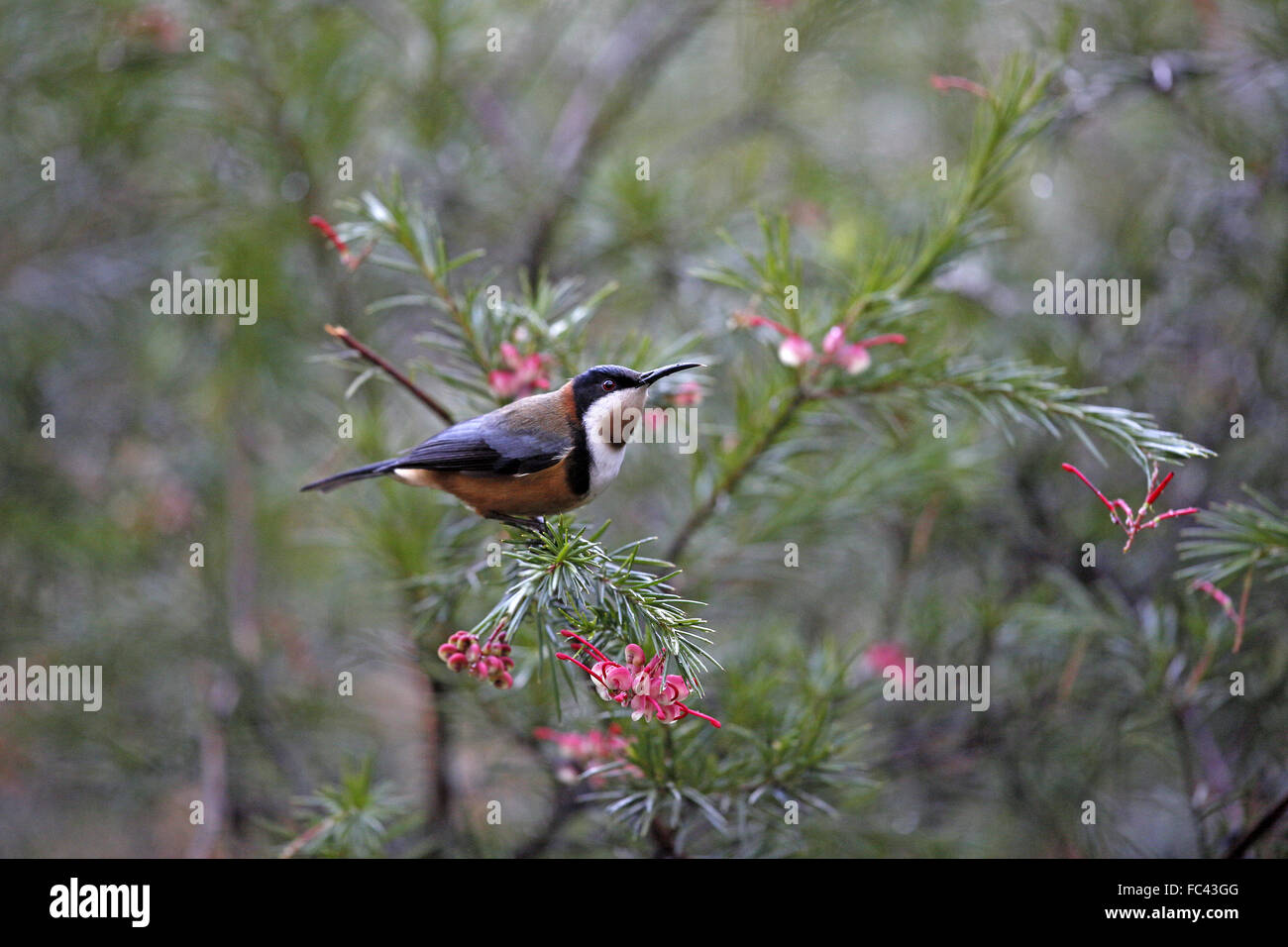 Spinebill orientale Acanthorhynchus tenuirostris, d'alimentation, Banque D'Images