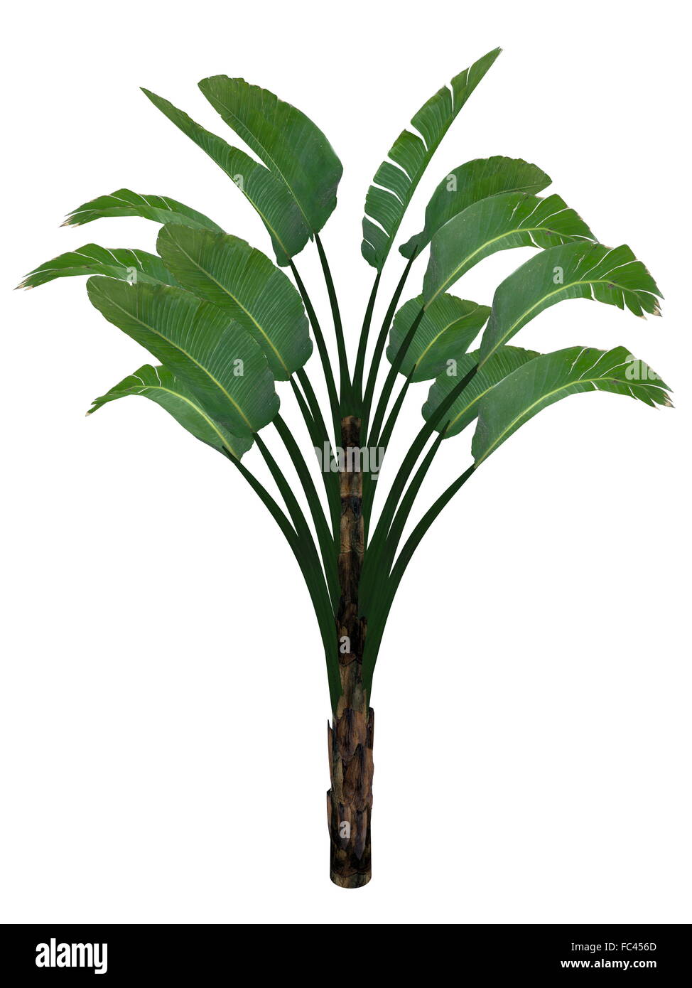 Oiseau De Paradis Géant Ou Bananier Sauvage Strelitzia