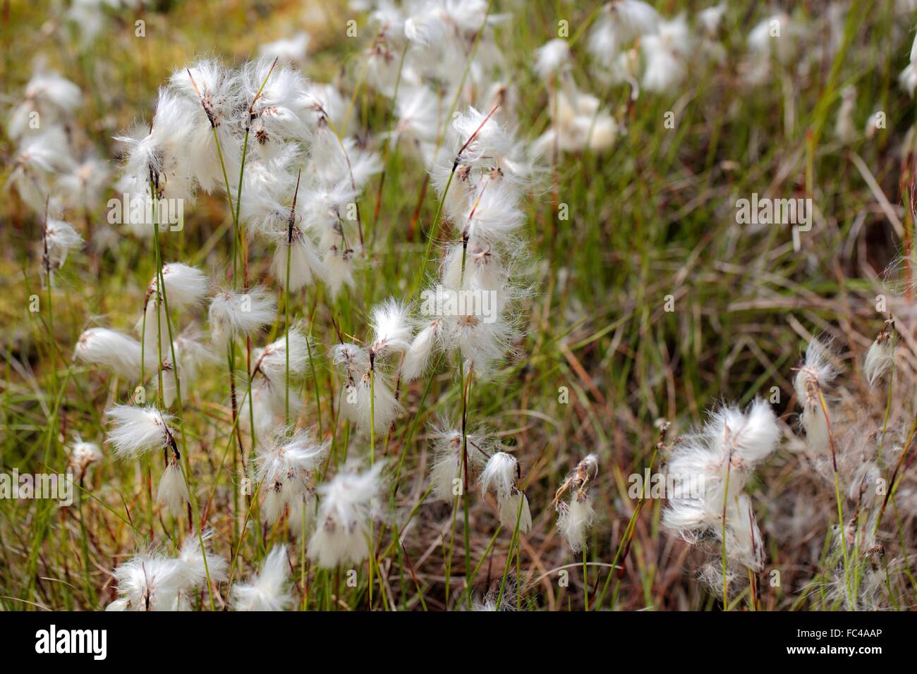 La Linaigrette commune Banque D'Images