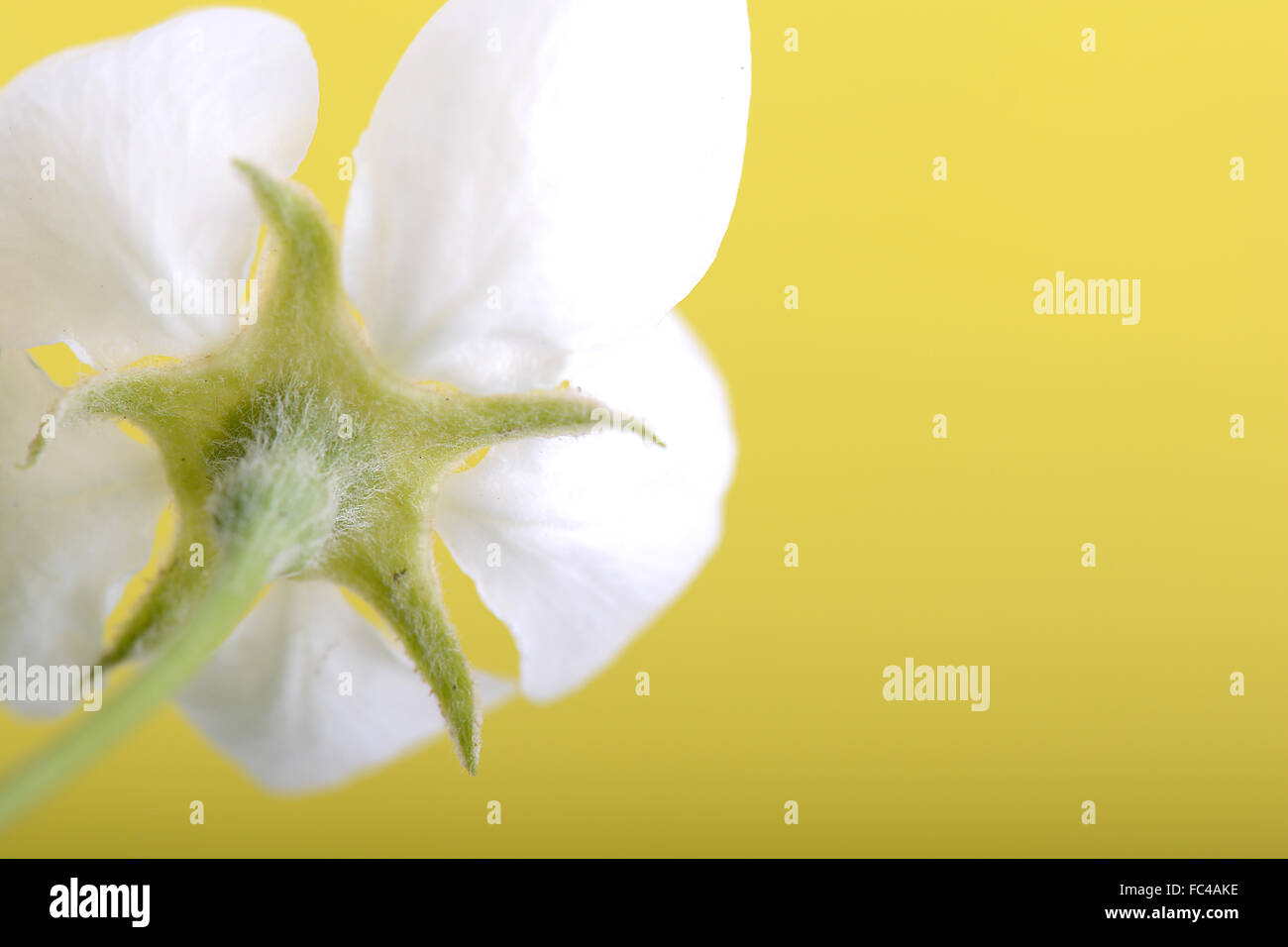 Pommiers en fleurs au printemps sur fond blanc Banque D'Images