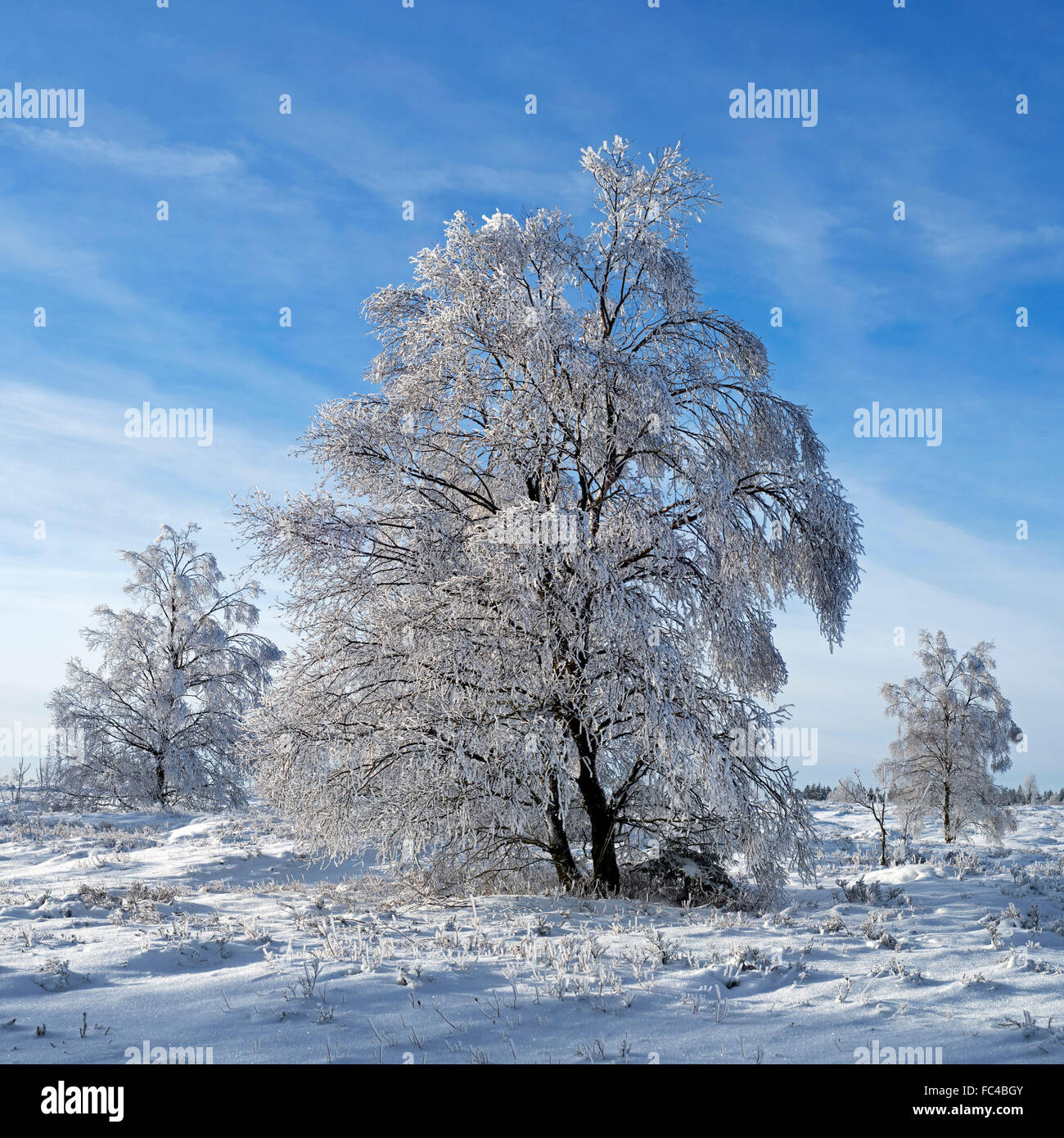 Les bouleaux dans la lande couverte de gelée blanche en hiver Banque D'Images