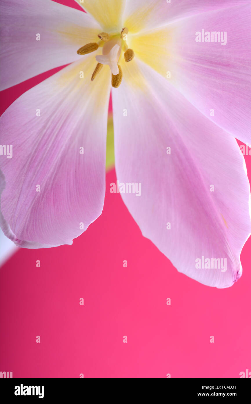 Close-up seul tulip flower Banque D'Images