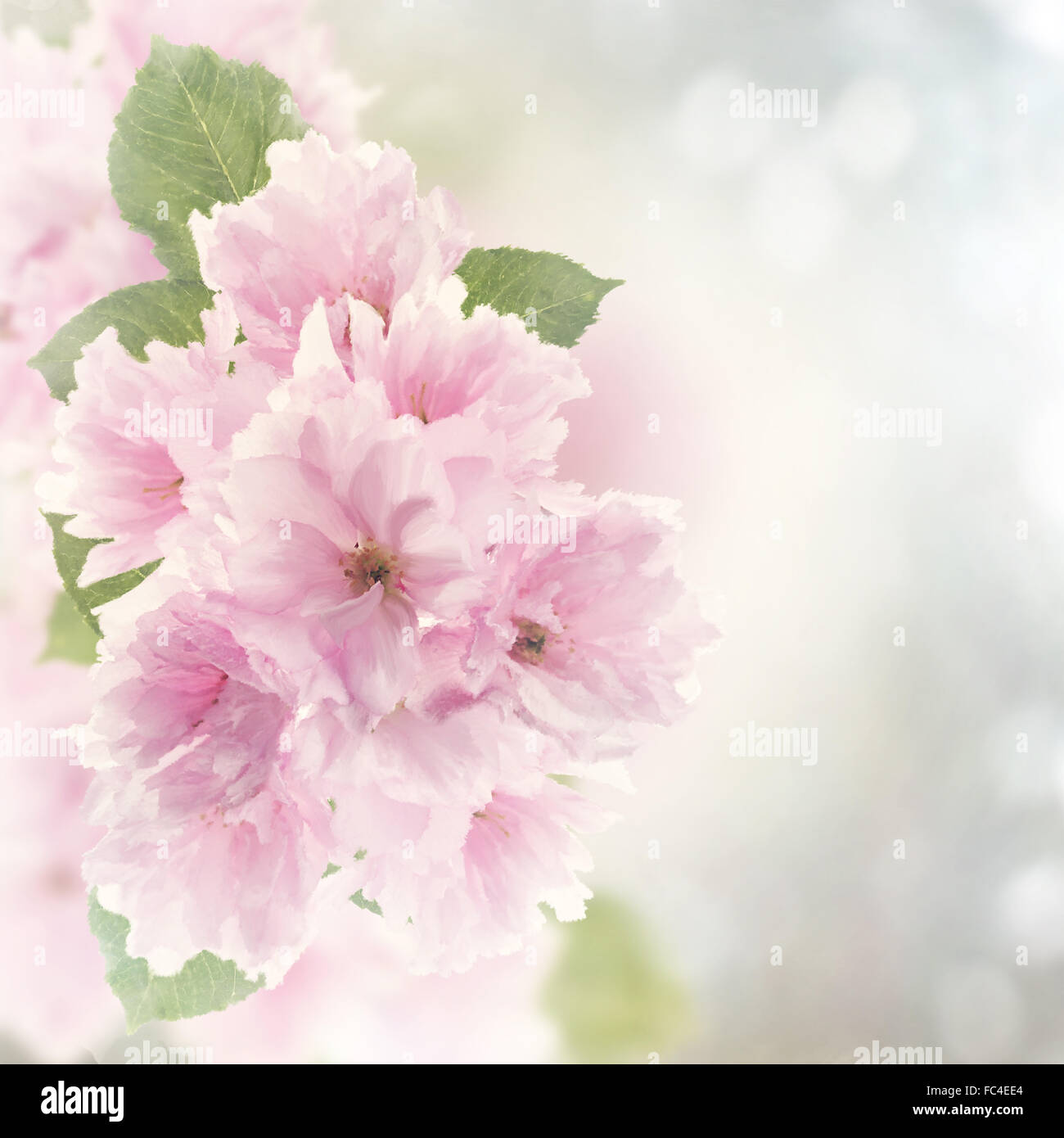 Cherry Blossom Aquarelle Banque D'Images