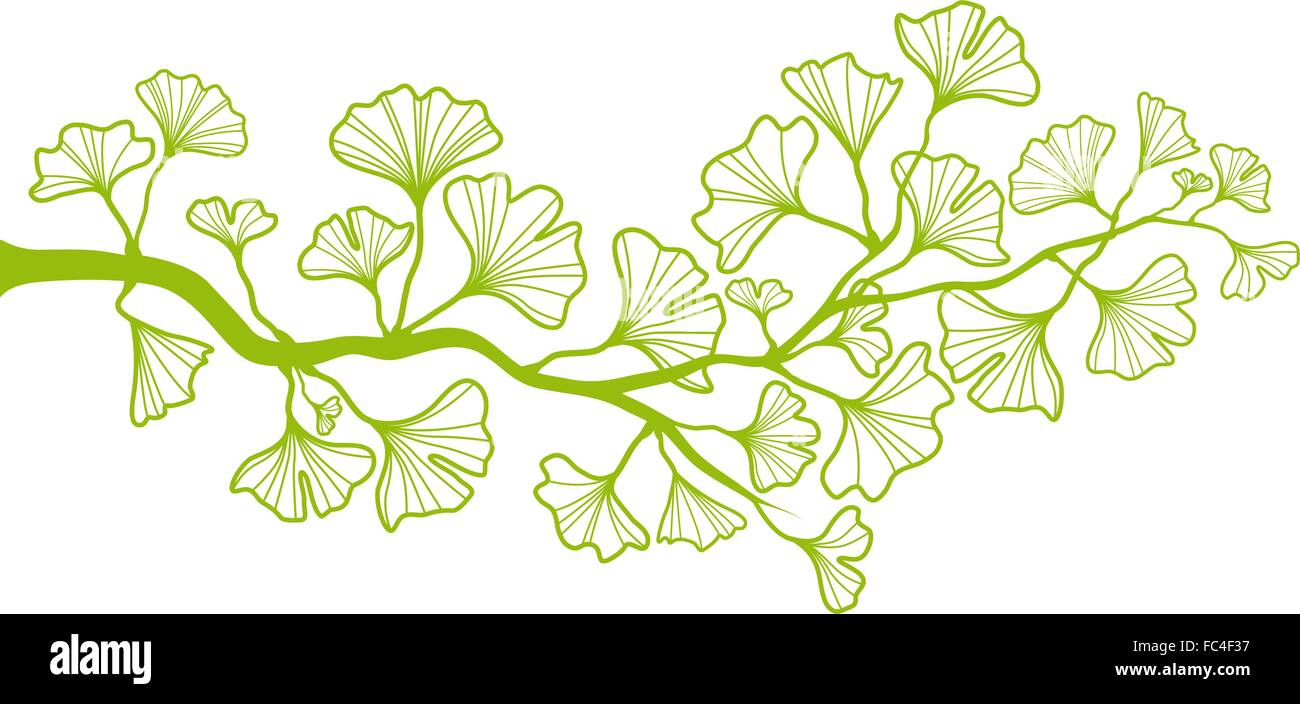 Direction générale de l'arbre de ginkgo avec des feuilles vertes, vector background Illustration de Vecteur