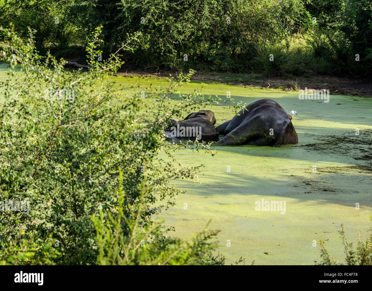 L'éléphant d'Asie sauvage dans le parc national de udawalawe, SriLanka. Banque D'Images