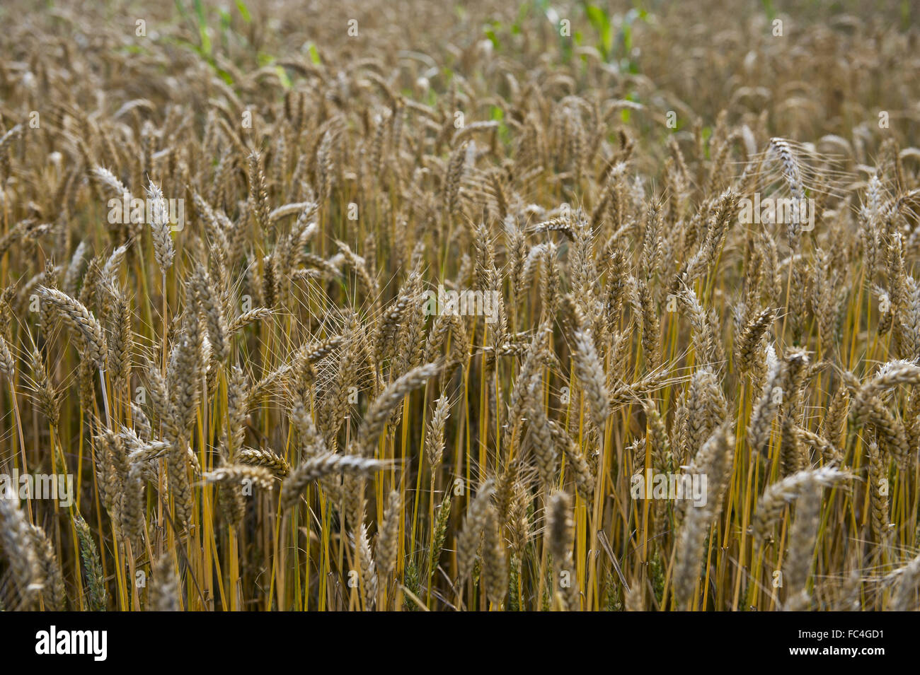 Plantation de blé dans le nord de l'Italie - Région de Lombardie Banque D'Images