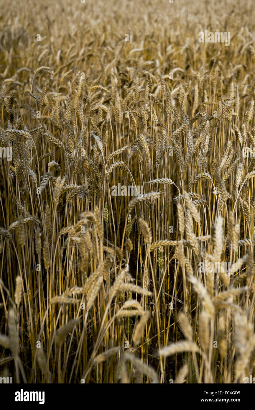 Plantation de blé dans le nord de l'Italie - Région de Lombardie Banque D'Images