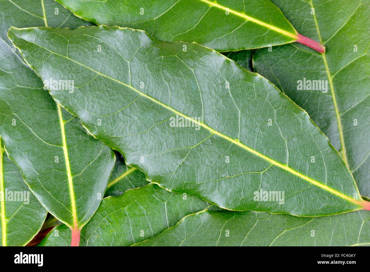 A les feuilles de laurier, du Laurus nobilis ou Laurier-arbre, pour utilisation comme ingrédient dans la cuisine. Banque D'Images