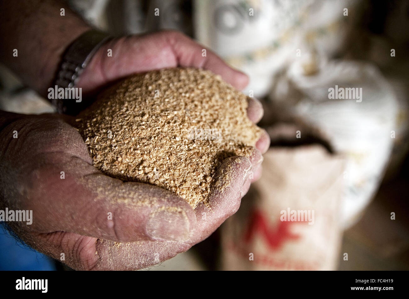 Les mains avec de la farine de soja destiné à l'alimentation animale Banque D'Images