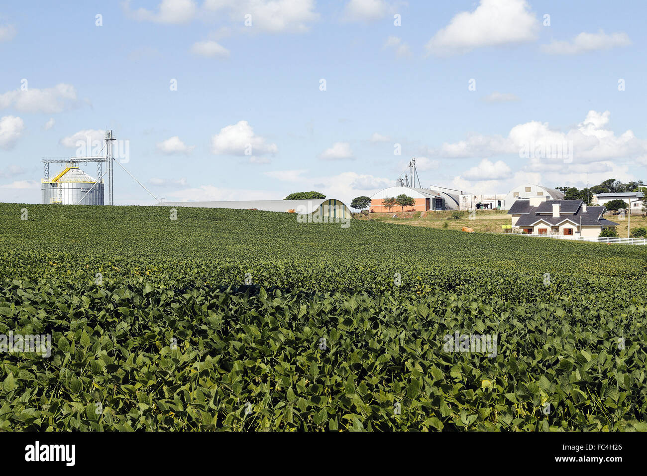 Champ de soja avec l'arrière-plan de silos de stockage de céréales dans la campagne Banque D'Images