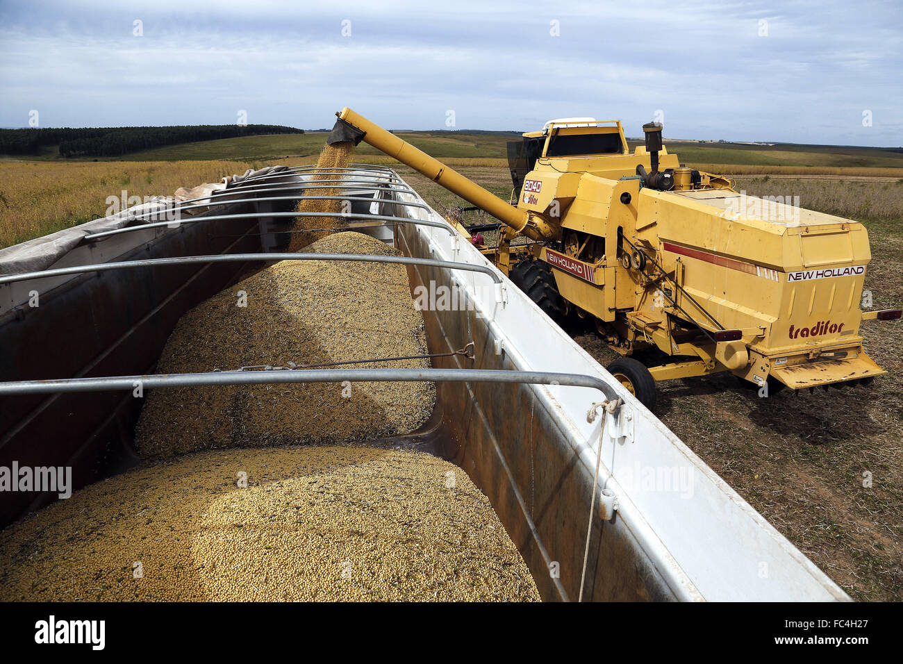 Verser la moissonneuse-batteuse de soja dans truck body Banque D'Images