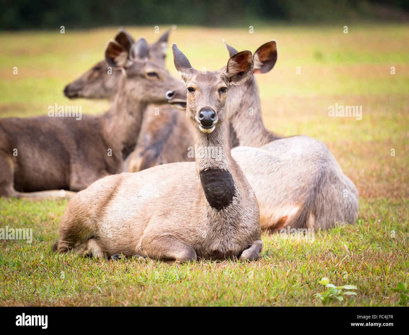 Cerfs Sambar. Banque D'Images