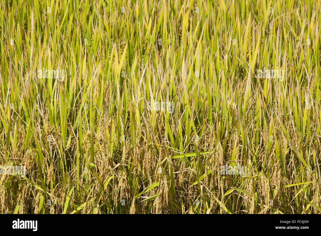 Plantation de riz dans la vallée d'IVAI - état de l'ouest Banque D'Images