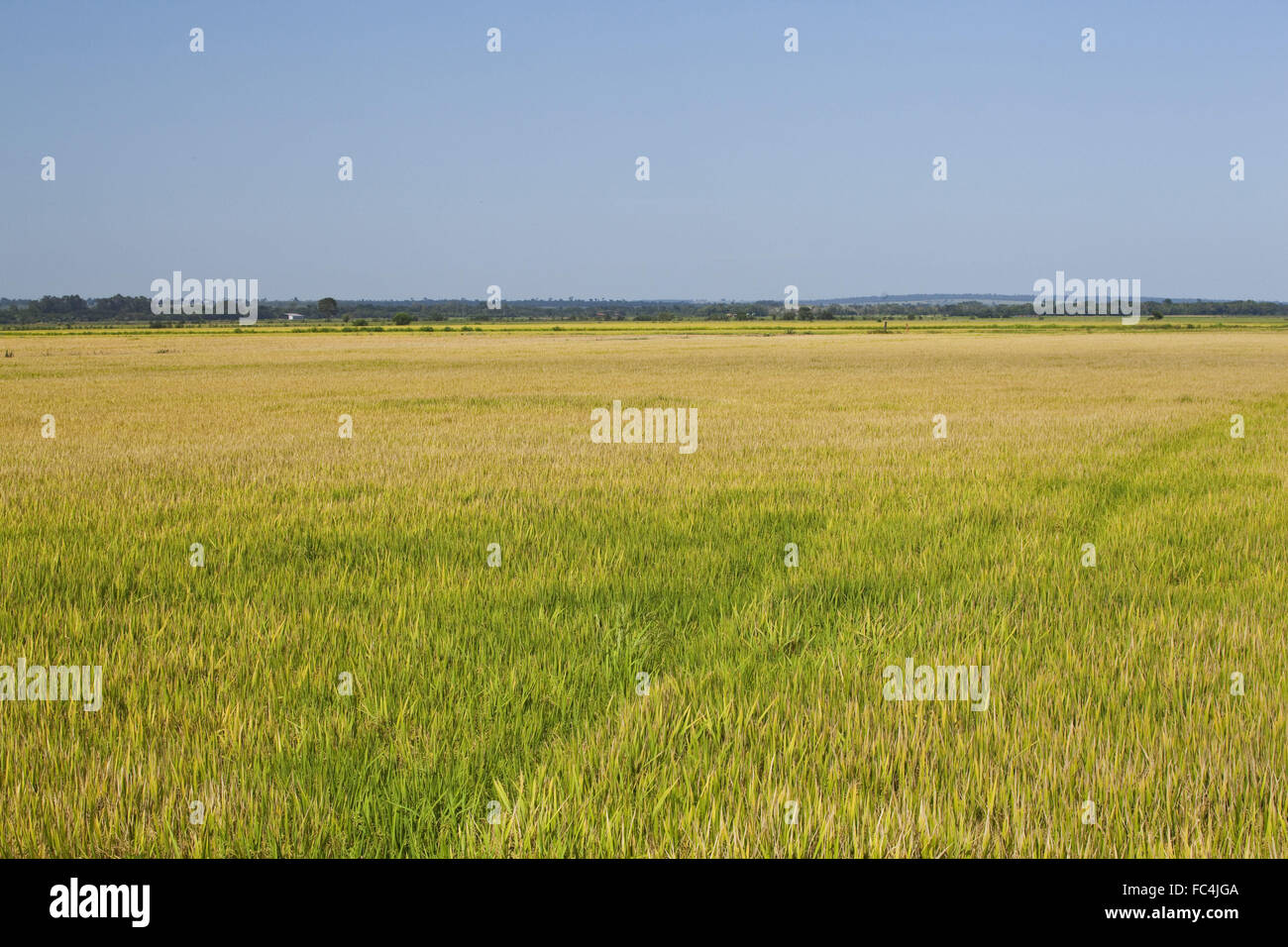 Plantation de riz dans la vallée d'IVAI - état de l'ouest Banque D'Images