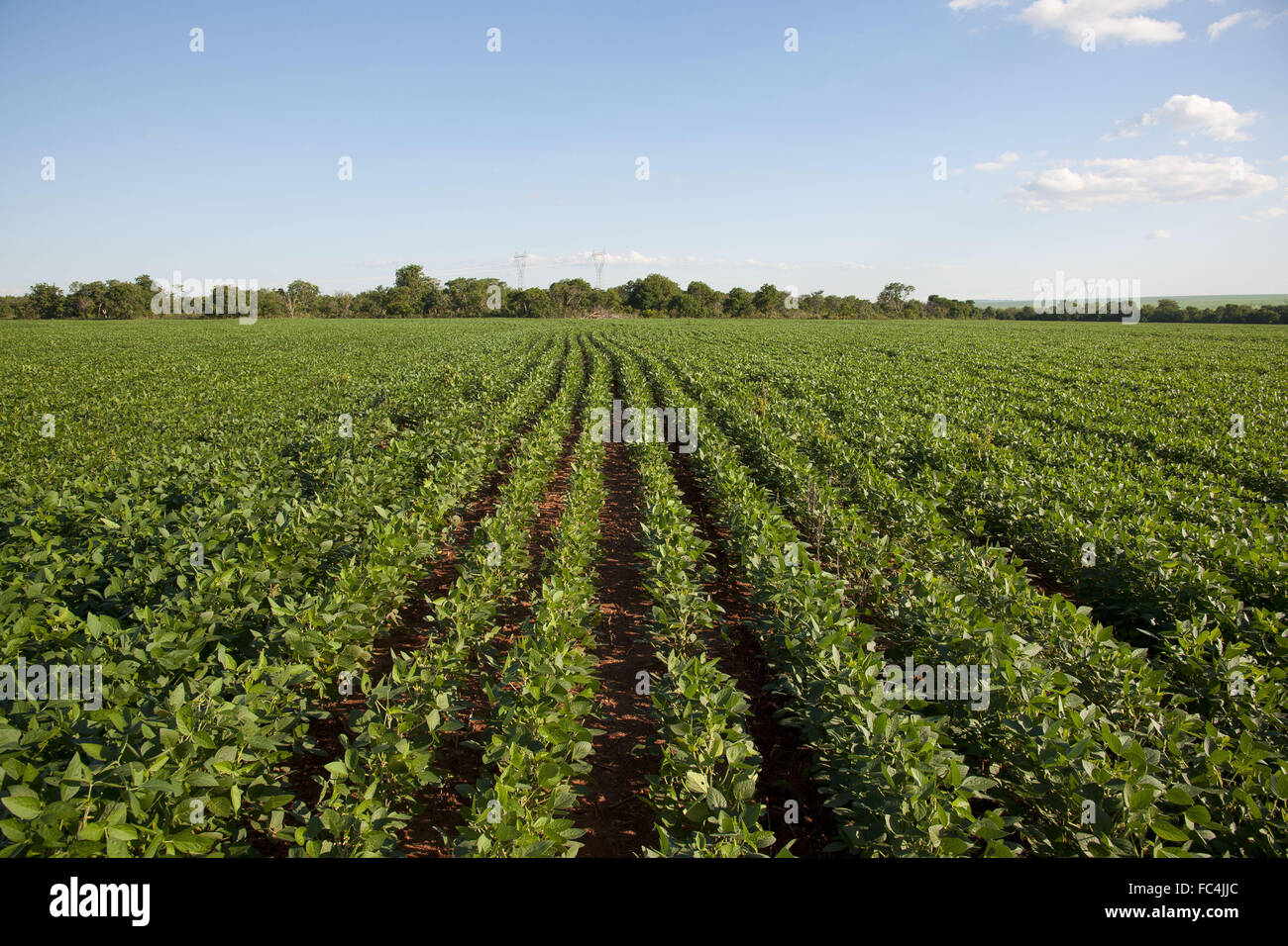 Plantation de soja dans une zone rurale de Rondonopolis forêt indigène dans l'arrière-plan Banque D'Images