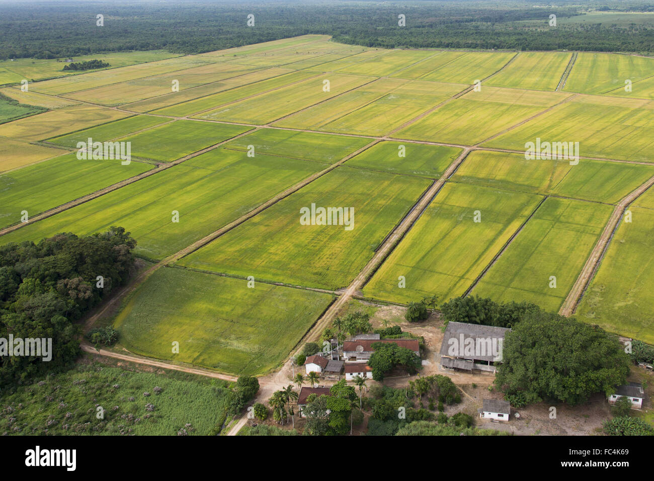Plantation de riz dans la plaine côtière et la soif en milieu rural agricole Iguape Banque D'Images
