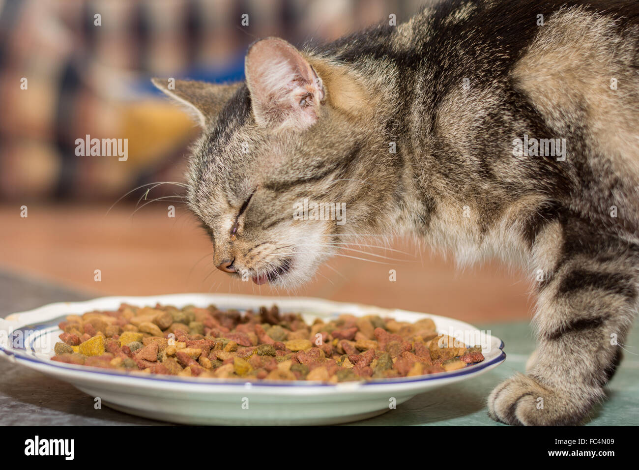 Maison tabby cat mange la nourriture sèche Banque D'Images