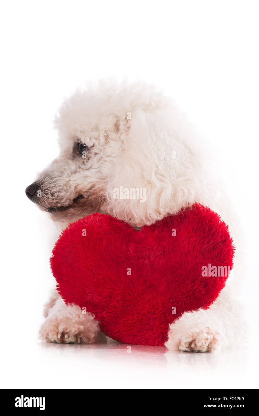 Chiot mignon avec un cœur rouge. Banque D'Images