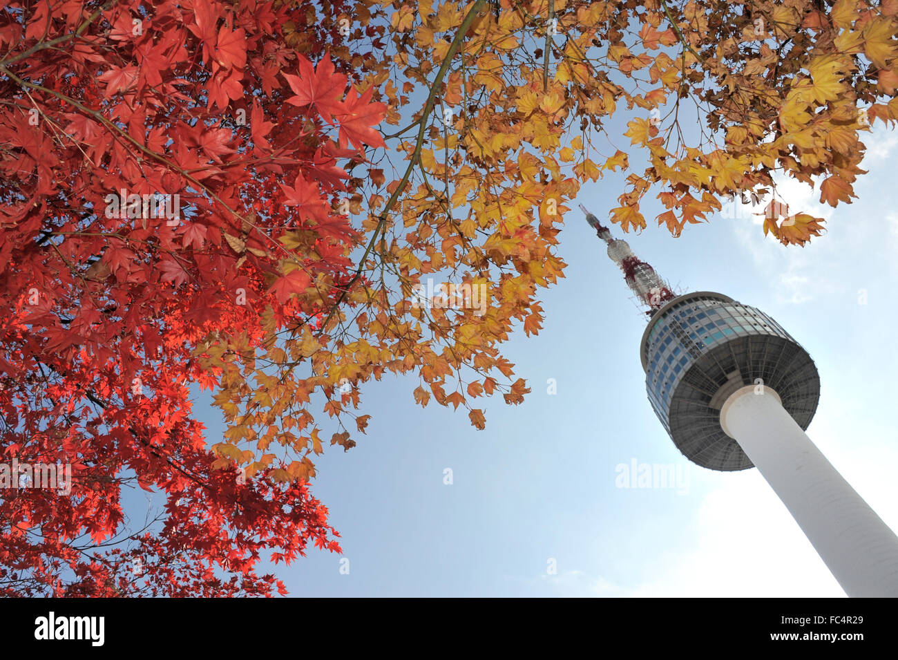 Tour de Séoul et rouge l'automne feuilles d'érable à la montagne Namsan en Corée du Sud Banque D'Images