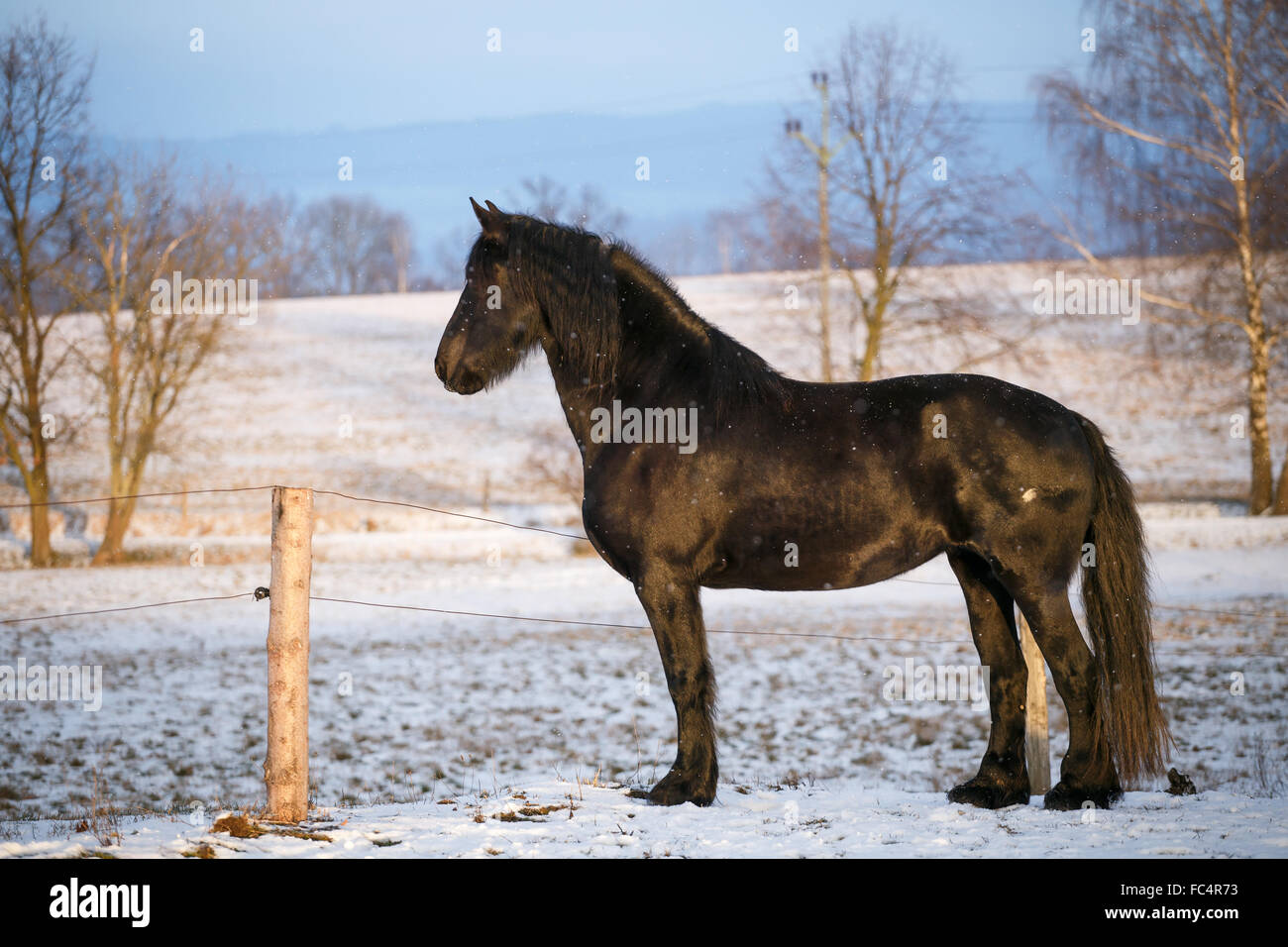 Cheval frison en hiver Banque D'Images