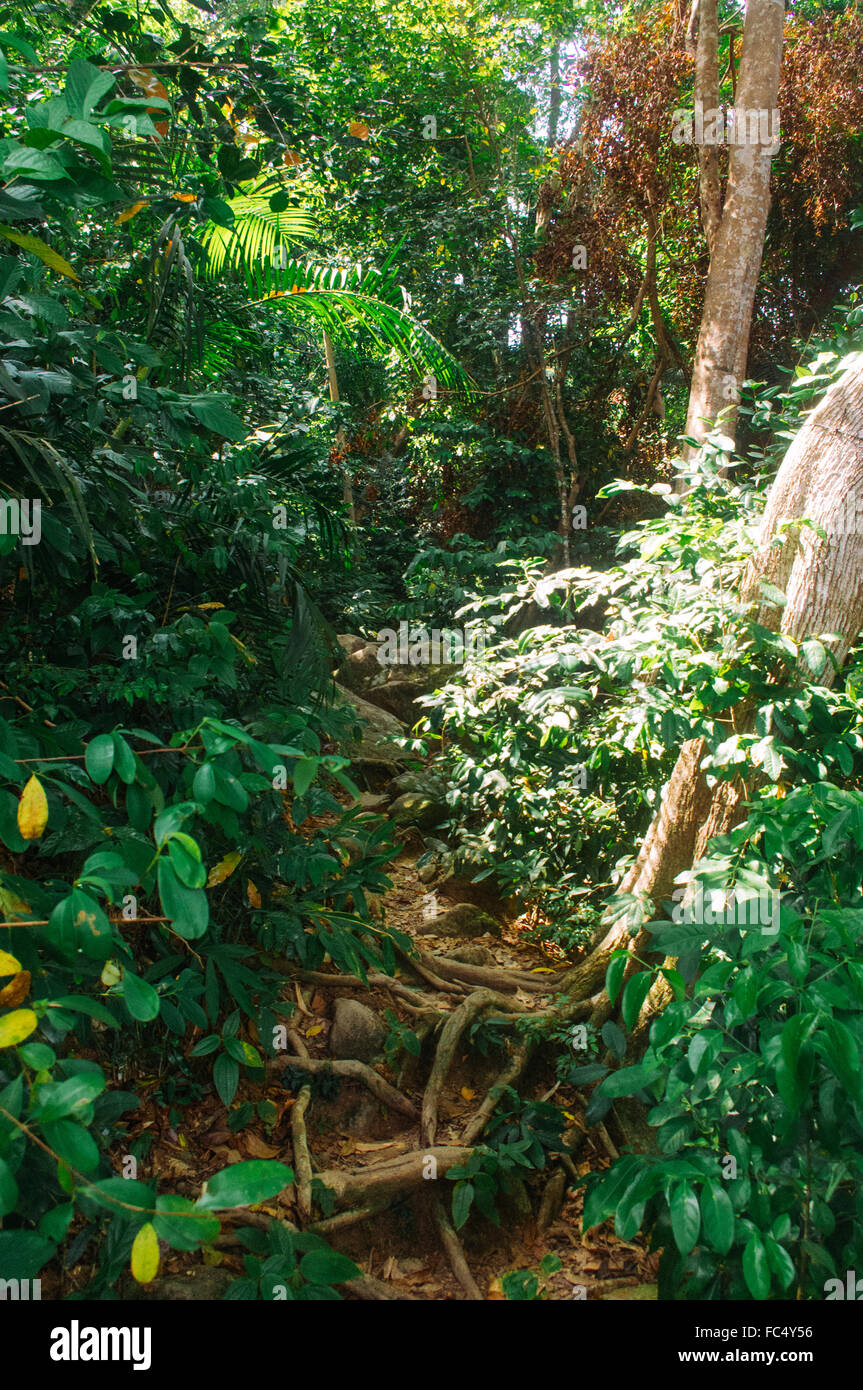 Rainforest dans malasysia Banque D'Images