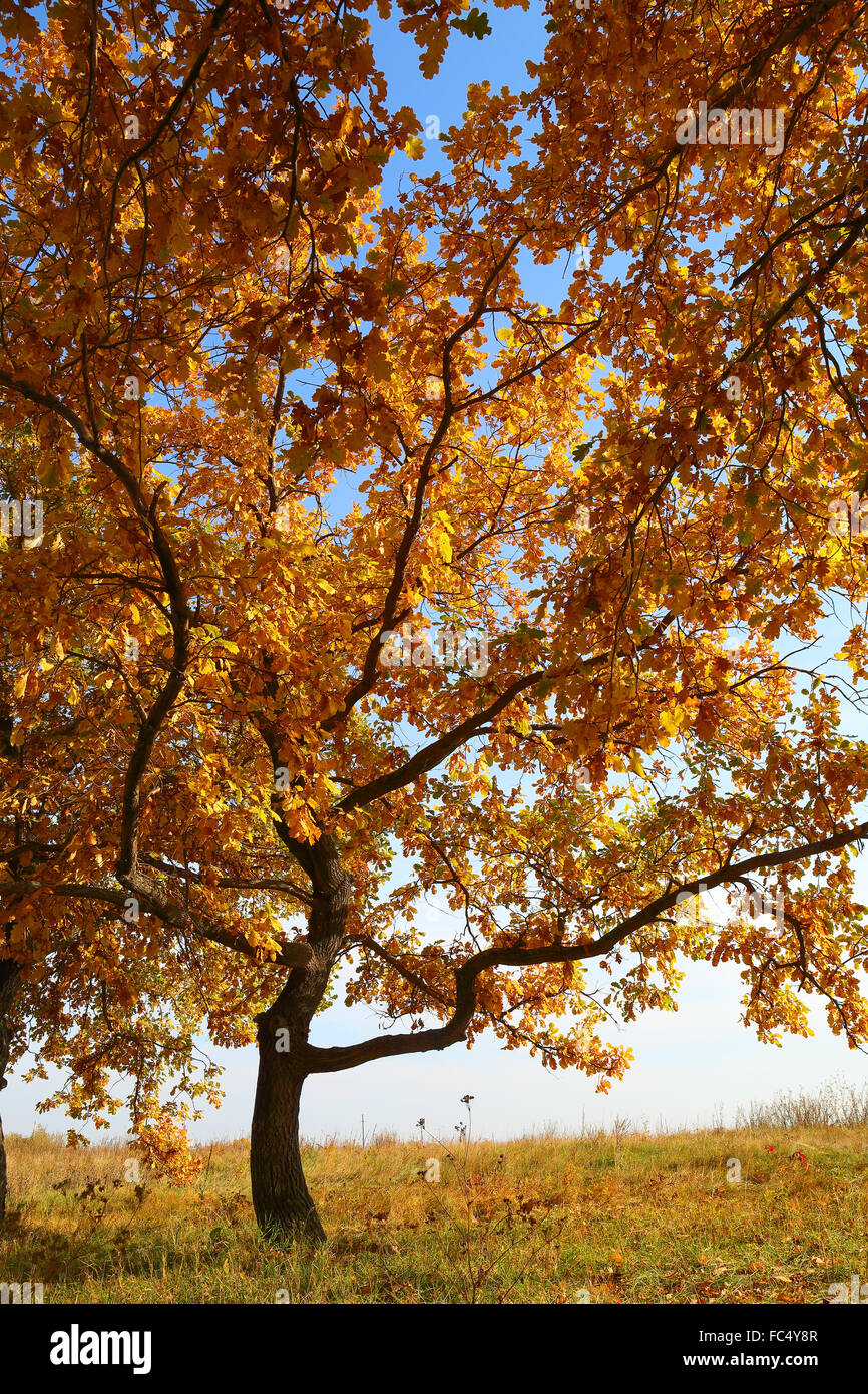 Chêne avec des feuilles jaunes Banque D'Images