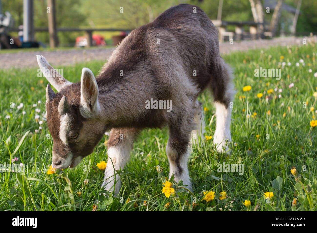 Chevreau se sent confortable dans le pré Banque D'Images