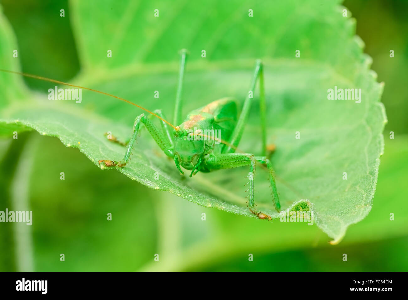 Les sauterelles green Banque D'Images