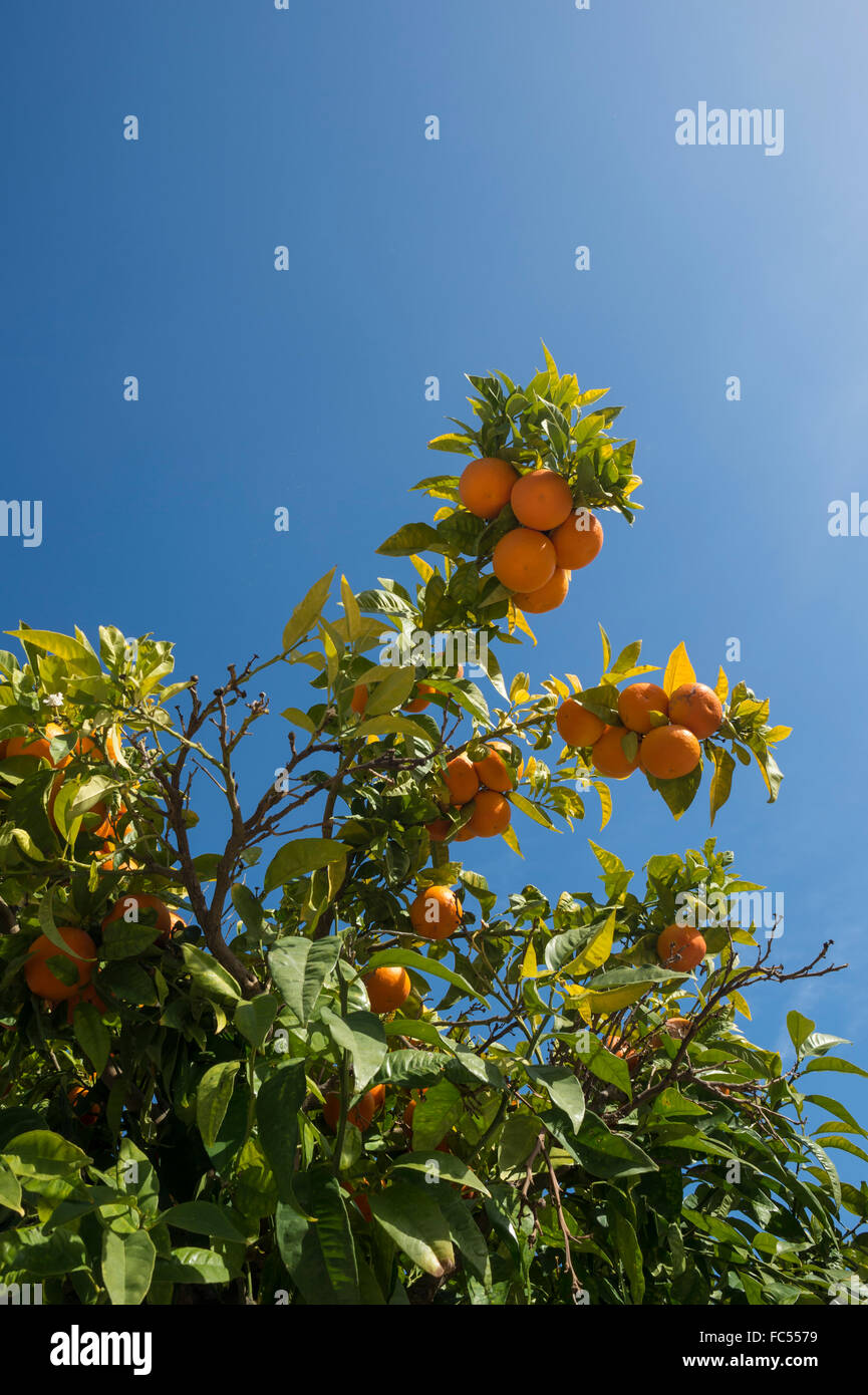 Les oranges qui poussent sur un arbre au Portugal. Banque D'Images